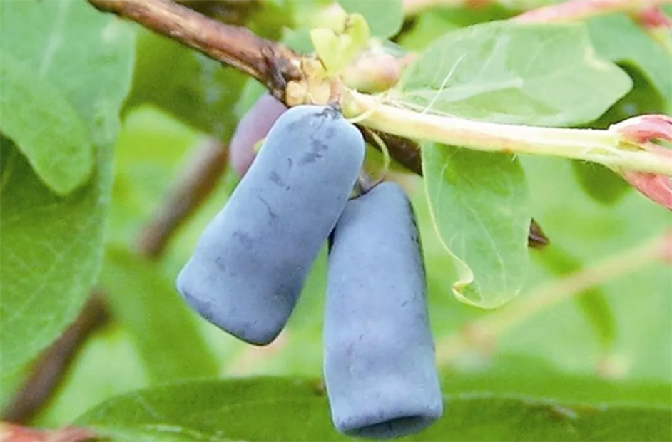 蓝靛果：又名蓝果忍冬，易栽培，果实多浆汁，被誉为“饮料之王”